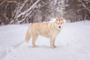 Winter photography of Siberian Husky dog staying on the road. Pet portrait of a  dog in winter day.