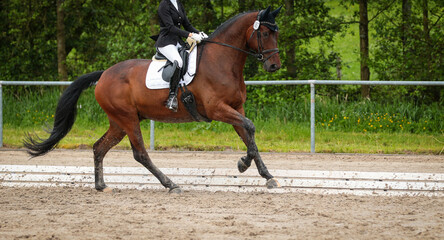 Dressage horse in a dressage test during the gallop on the long side at the highest point..
