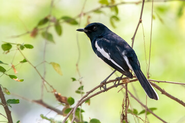 Male oriental magpie-robin perching on tree branch , Thailand