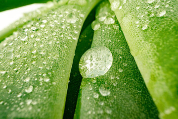 Macro of dew drops on leaves of succulent plant