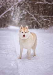 Winter photography of Siberian Husky dog staying on the road. Pet portrait of a  dog in winter day.
