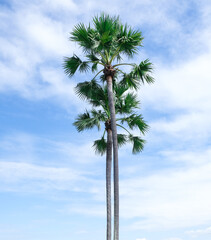 Fototapeta premium fresh two green palm tree tall on blue sky background. sharp leaves plant tropical fruit trees in thailand.
