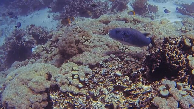 giant puffer fish at beautiful corals