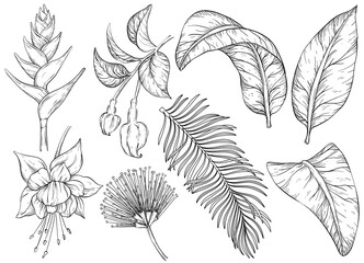 Obraz premium Black and white Tropical flowers and leaves. Set of hand drawn jungle leaves and exotic plants