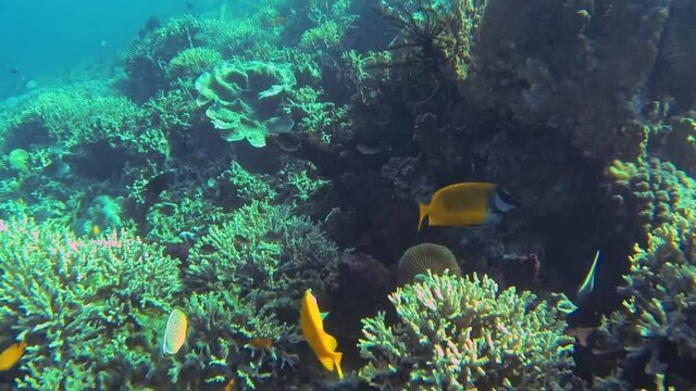 dive at the coral reef with fish