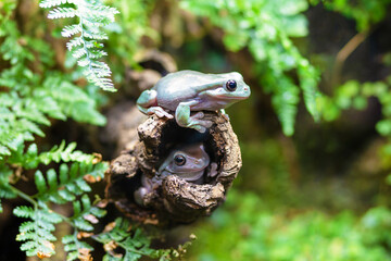 Two Australian white tree frogs on a branch. Litoria caerulea, genus of tailless amphibians from tree frog family. wild nature. animal, amphibian closeup. soft focus