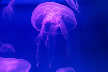 Translucent moon jelly, jellyfish, Aurelia aurita in blue water, closeup. copy space, place for text, soft focus