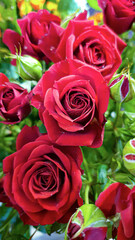 A bouquet of roses on a light background. Mother's Day, Women's Day, Valentine's Day or Birthday.