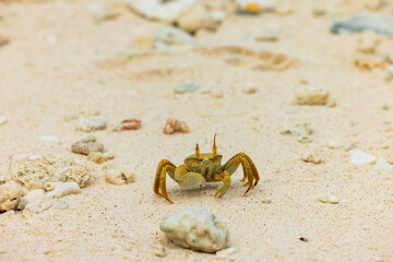 Ghost Crab on Cousin Island Nature Reserve in the Seychelles