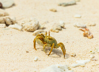 Ghost Crab on Cousin Island Nature Reserve in the Seychelles