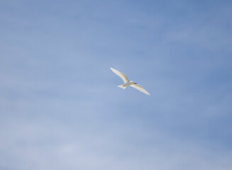 Fototapeta na wymiar White tern seabird flying over Cousin Island nature reserve in the Seychelles