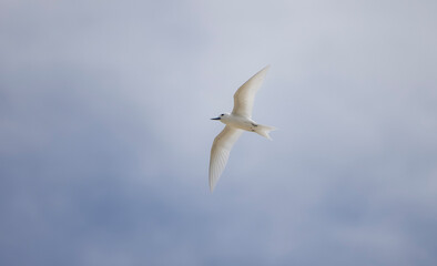 White tern seabird flying over Cousin Island nature reserve in the Seychelles