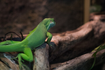 iguana on a tree