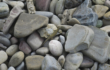 Lagartija en la playa