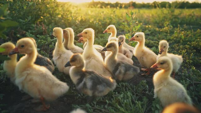 Goslings nibble the grass on the green lawn. Poultry in the backyard. Cubs of geese in the pasture in the rays of the rising sun. Poultry keeping. Goose breeding farm. Farming.