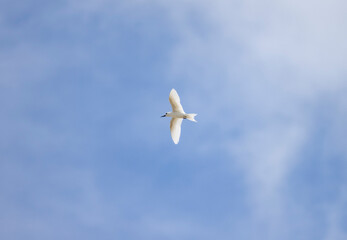 White tern seabird flying over Cousin Island nature reserve in the Seychelles