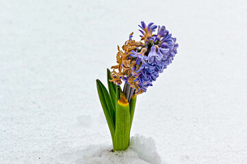 blaue Hyazinthe im Schnee im Winter