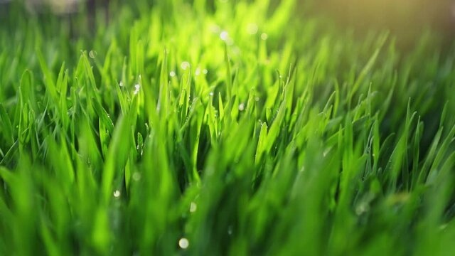 Fresh green grass with drops of morning dew. Morning on the lawn. Green field in sunlight after rain. Lawn close-up.