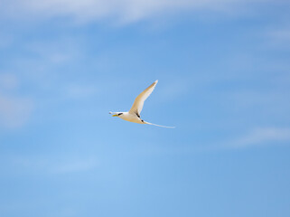 White-tailed tropicbird flying over Cousin Island nature reserve in the Seychelles