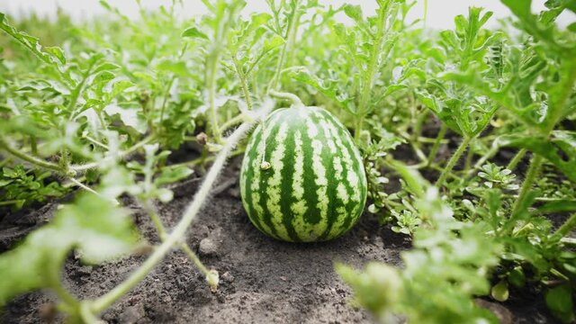 Watermelon on a plant in the garden. Large ripe berry. Crop of watermelons. Harvest time. Farming. Growing watermelons. Organic food.