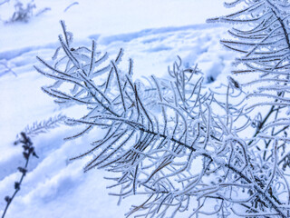 Frozen plants outdoors on wintertime in the morning