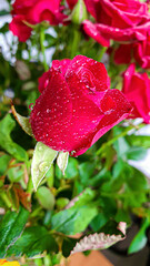 A bouquet of roses on a light background. Mother's Day, Women's Day, Valentine's Day or Birthday.