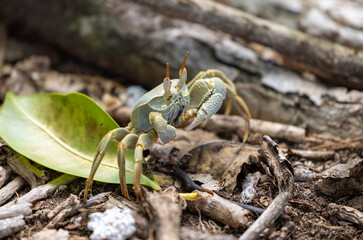 Ghost Crab on Cousin Island Nature Reserve in the Seychelles