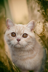 Obraz premium Junger Britisch Kurzhaar Kater