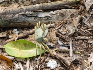 Ghost Crab on Cousin Island Nature Reserve in the Seychelles