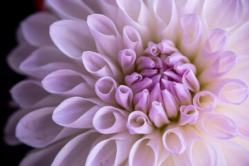 close up of dahlia