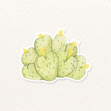 Dwarf perennial cactus watercolor sticker vector