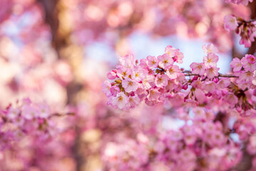Cherry Blossom Festival in Washington, D.C. in USA