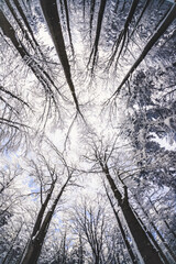 Obraz premium Winter wonderland