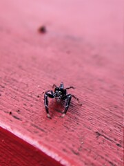 Medan, Indonesia - January 23, 2021: Spiders on the table, Medan City, Indonesia.