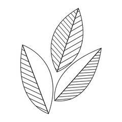 linear image of leaves, vector illustration of the contours of plant leaves