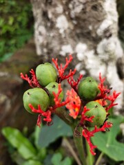 Medan, Indonesia - March 10, 2021: Beautiful flowers in the garden are blooming, Medan City, Indonesia.