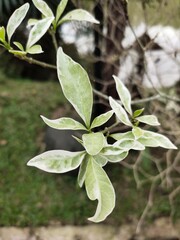 Obraz premium Medan, Indonesia - March 10, 2021: Beautiful flowers in the garden are blooming, Medan City, Indonesia.