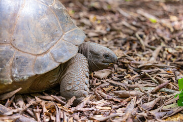 Aldabra Giant Tortoise (Aldabrachelys gigantea) on the islands of the Seychelles in the Indian Ocean 
