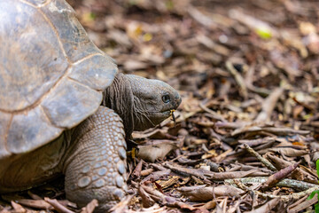 Aldabra Giant Tortoise (Aldabrachelys gigantea) on the islands of the Seychelles in the Indian Ocean 