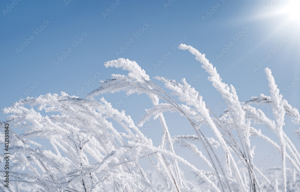 Wall mural Frozen grass on a sunny winter morning