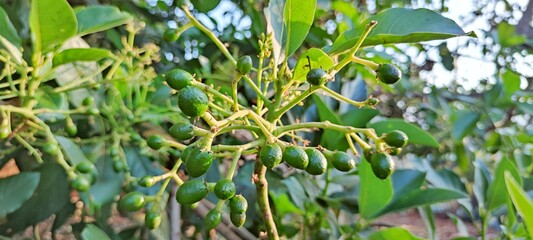 Fototapeta premium unripe avocado