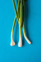 fresh young green onion stalks lie on the blue table surface and light traces of the garden soil.