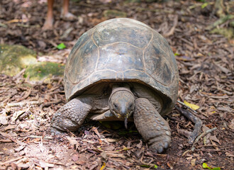 Aldabra Giant Tortoise (Aldabrachelys gigantea) on the islands of the Seychelles in the Indian Ocean 