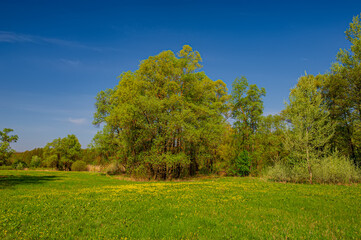 Blossoming green deciduous trees and meadow, landscape.