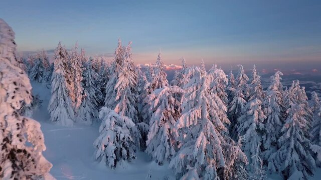Slow motion between snowy trees in beautiful winter forest landscape in frozen mountains nature with warm sunrise colors