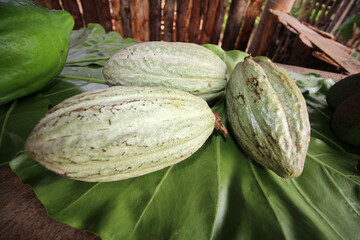 Vielfältiges Kuba - Pflanzen, Palmen und mehr