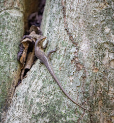Skink lizard in the Valle de Mai National Park on Praslin Island, Seychelles