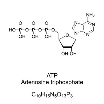 Adenosine triphosphate, ATP, chemical formula and skeletal structure. Provides energy to drive many processes in living cells of all forms of life. Precursor to DNA and RNA, used as a coenzyme. Vector