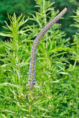 Blooming herb veronica (Veronica longifolia)