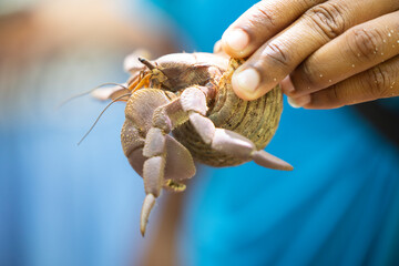 Hermit crab held by a tour guide on Cousin Island nature reserve in the Seychelles  